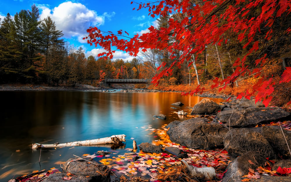 fall_foliage, wide1